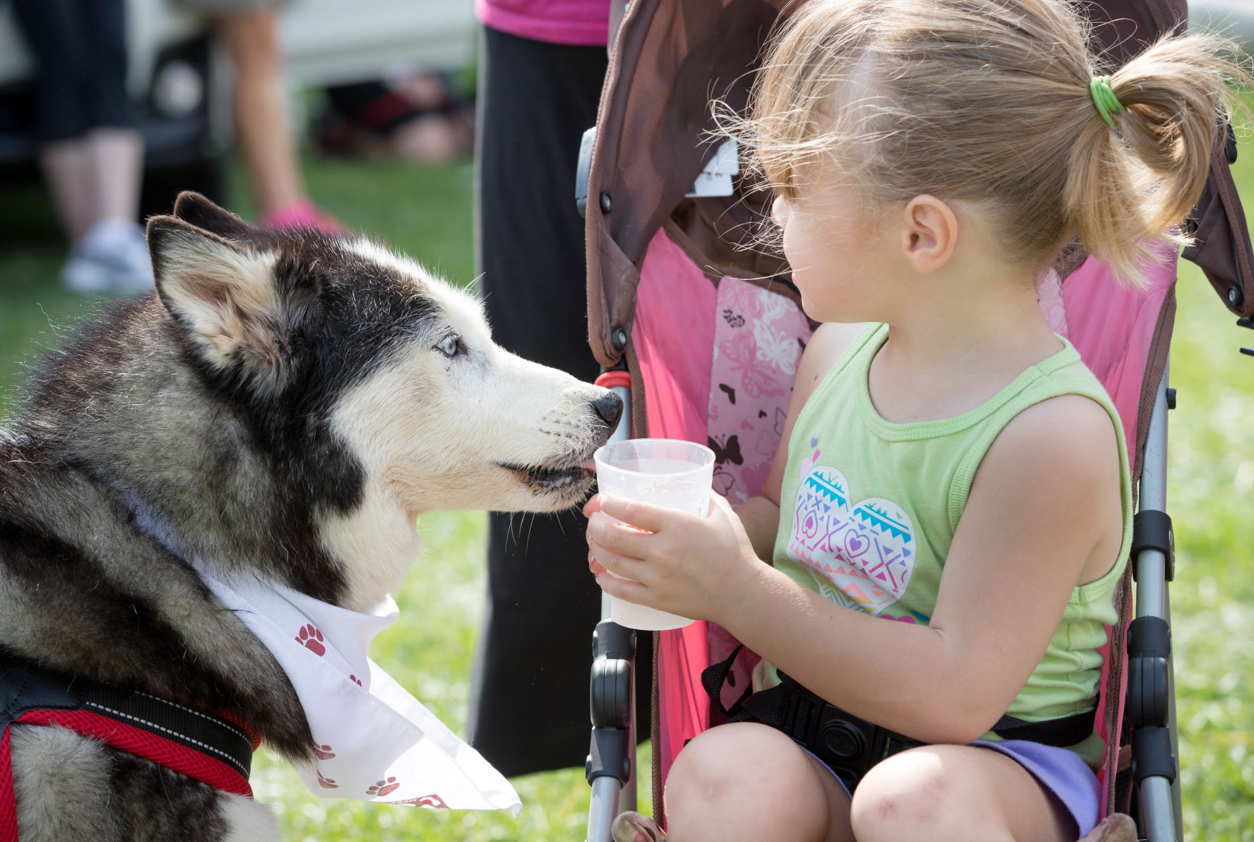 Walk for the Animals
